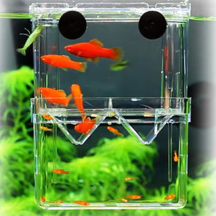 Ornamental fish can be kept as pets?